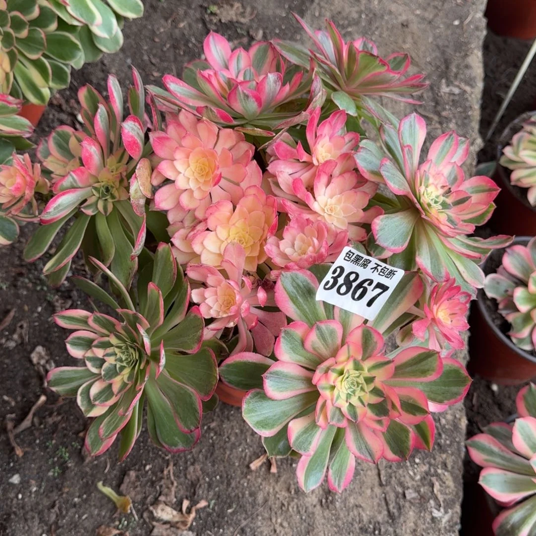 法师丘比特3867 19-43