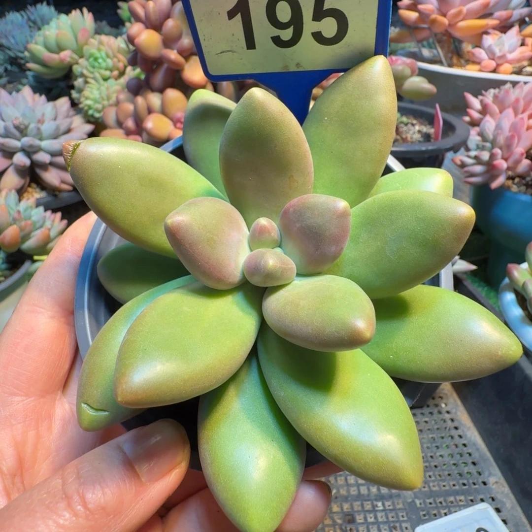 伊萨贝拉一物一拍195