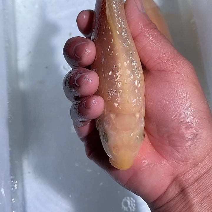 锦鲤锦鲤活鱼开箱包活