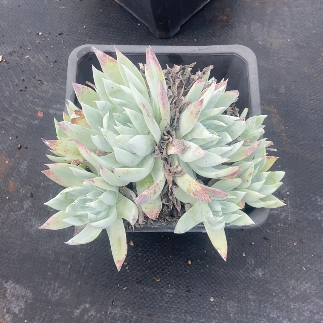 蓝***花福利多肉植物啦啦啦