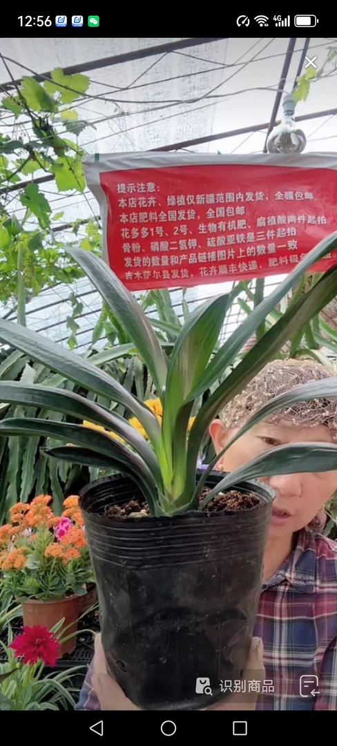 君子兰一盆包邮到家