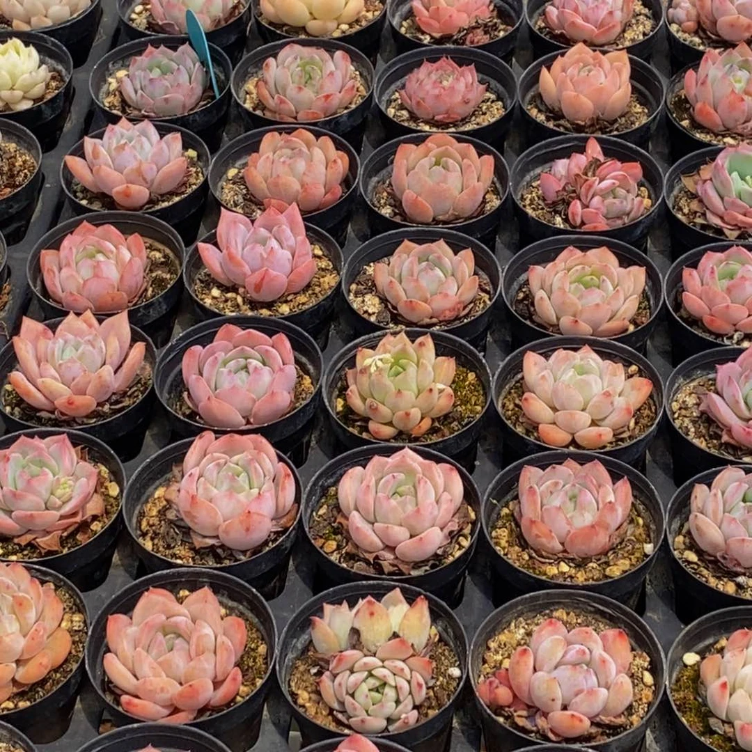 344多肉植物保护研究所所长的介绍一下