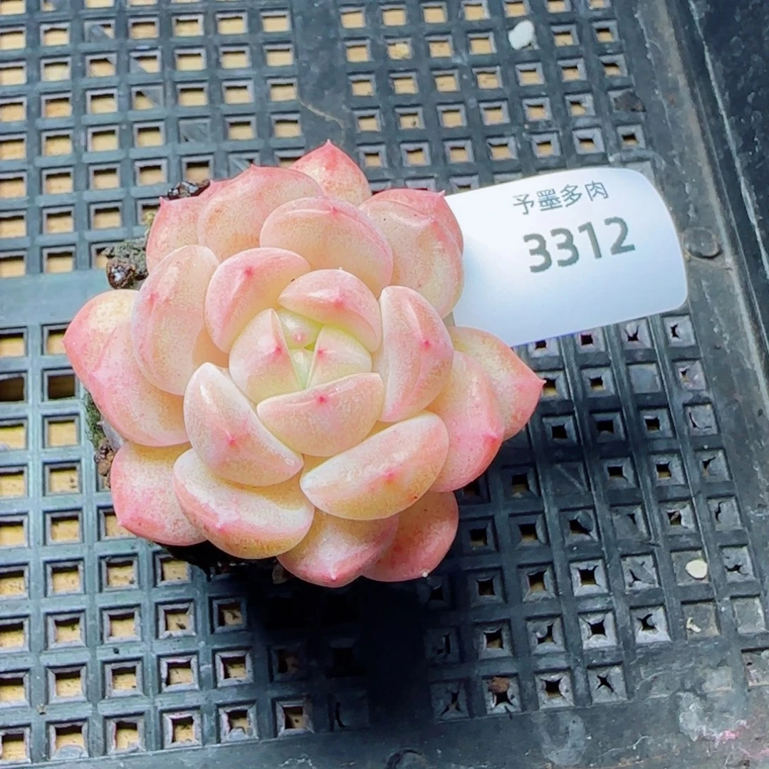 孤品，3312多肉植物