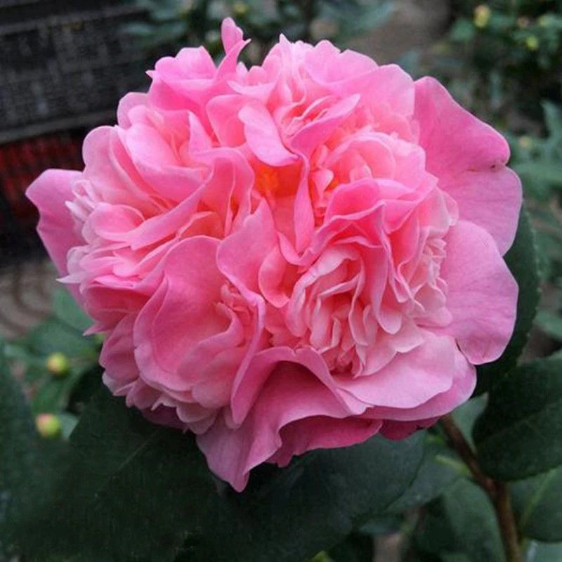 香妃茶花盆栽树苗浓香型耐寒好养室内外四季花卉花卉盆栽山茶花