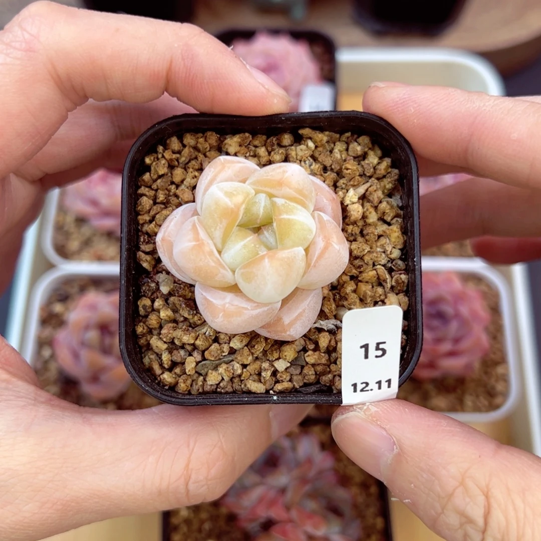 好好看15、哈哈哈哈