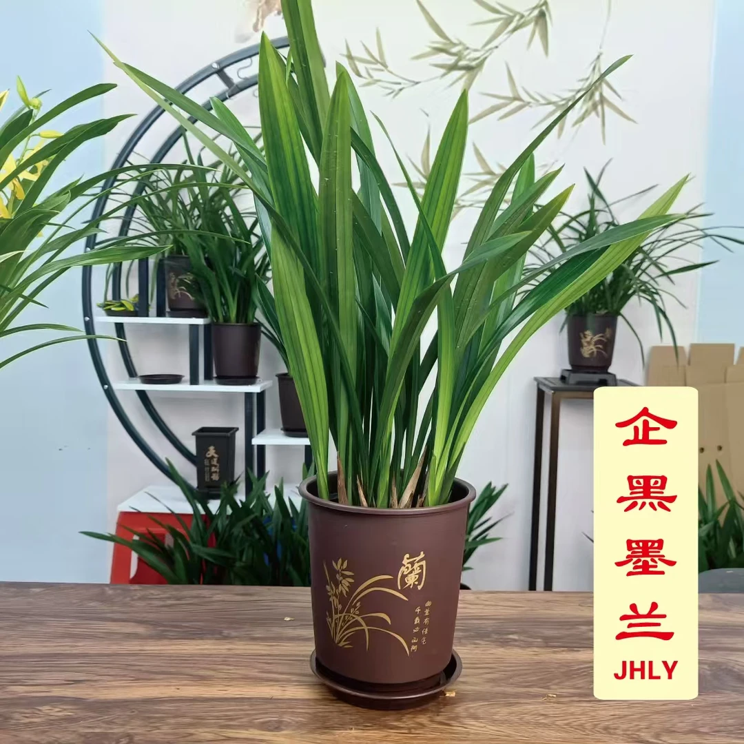 墨兰-企黑8苗不连体国风盆栽好【墨兰经典】叶片油绿高大挺拔皮实