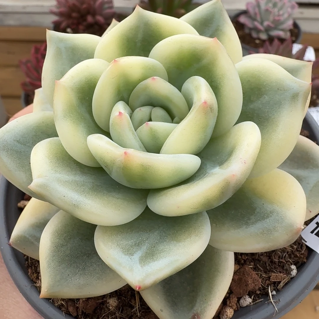 伊丽莎白锦111103-82