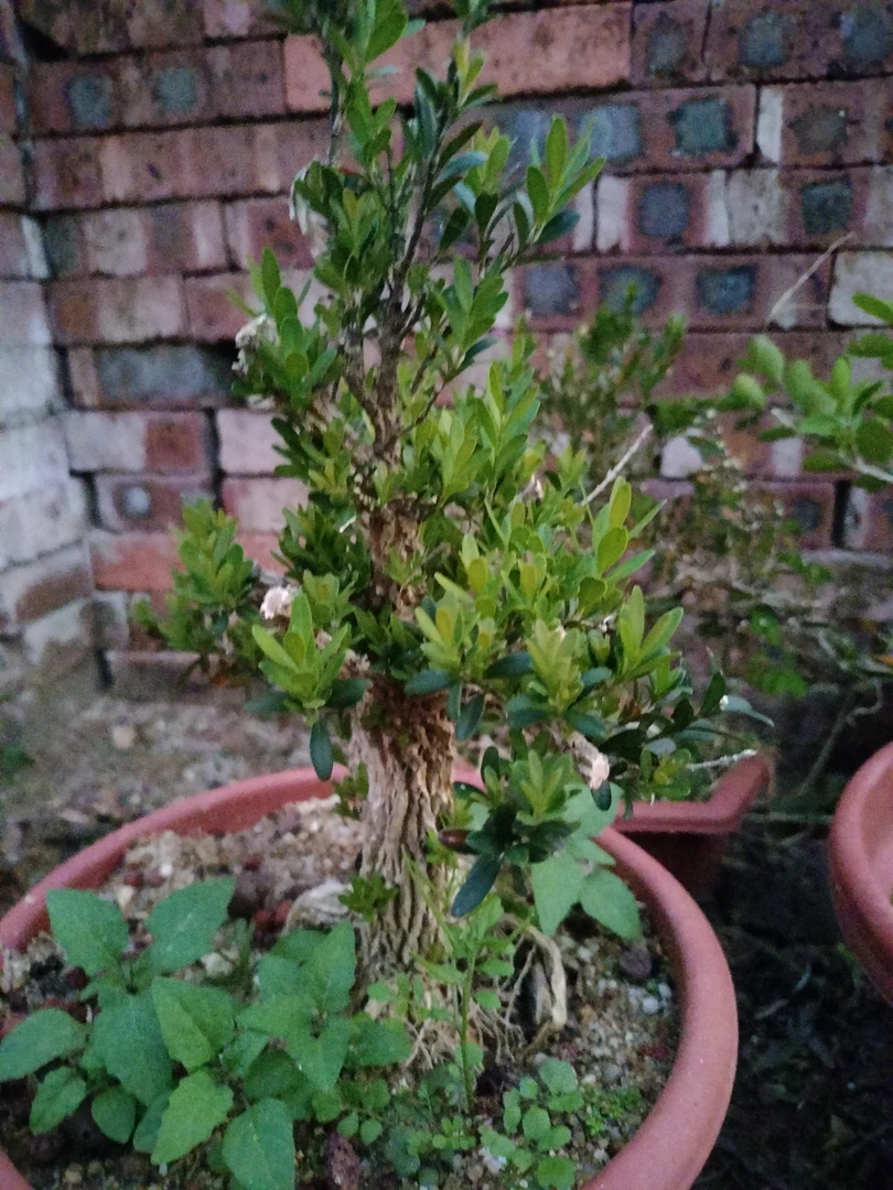 100杰森盆景绿植一物一拍