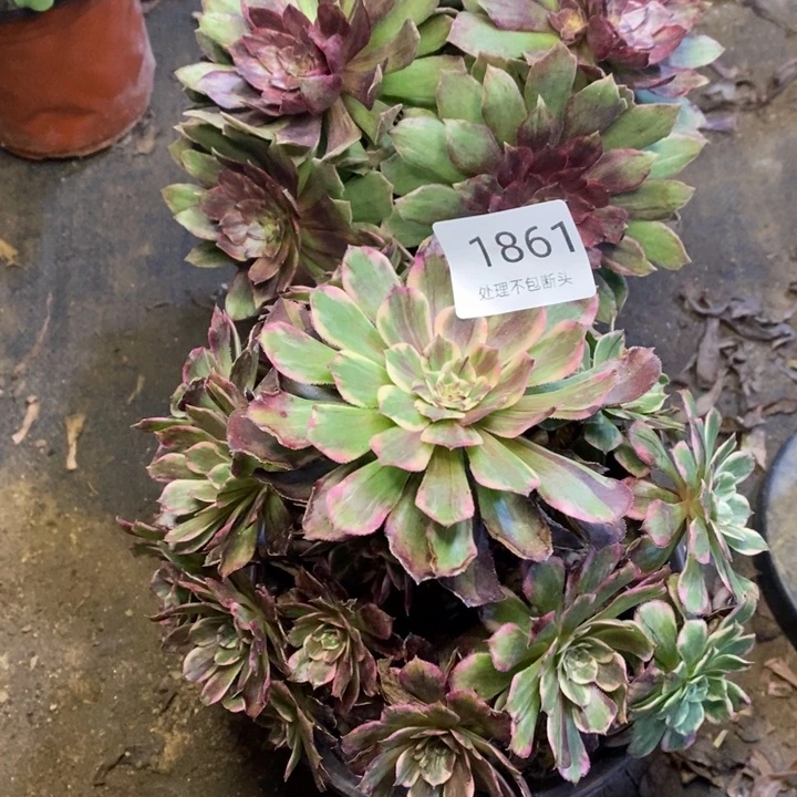 两盆多肉断头不包1861