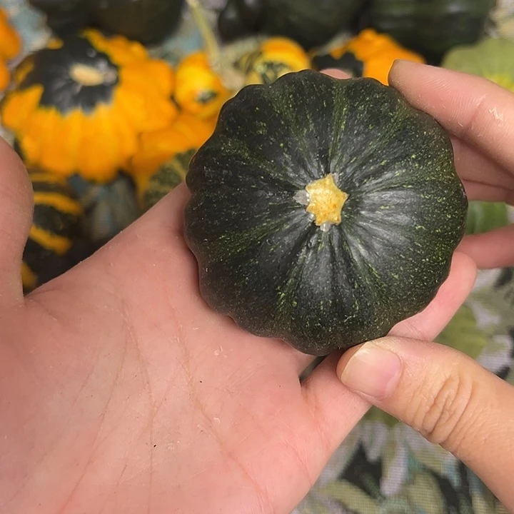 黑**妖墨西哥葫芦葫芦葫芦葫芦
