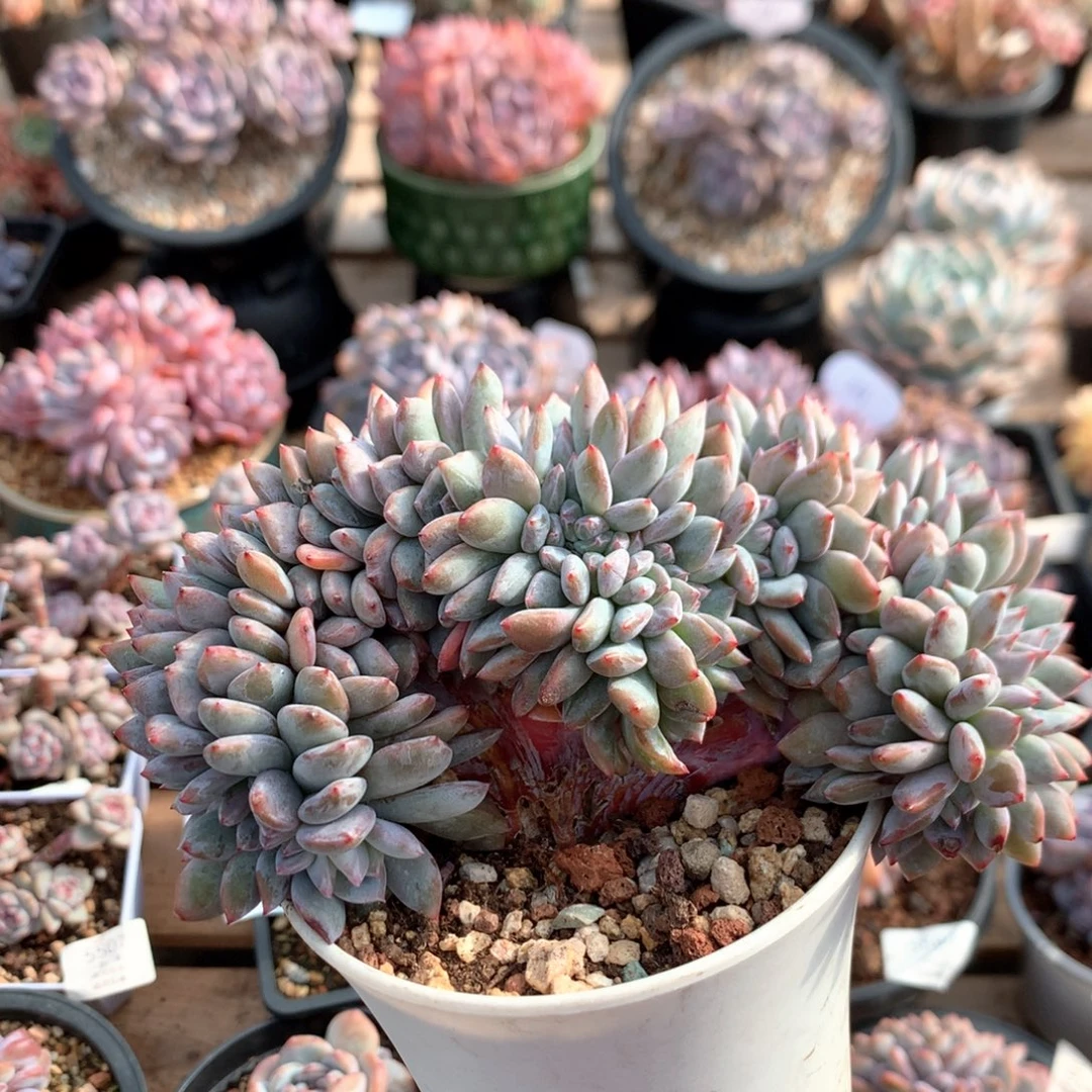 14厘米底切小树石榴籽缀 376