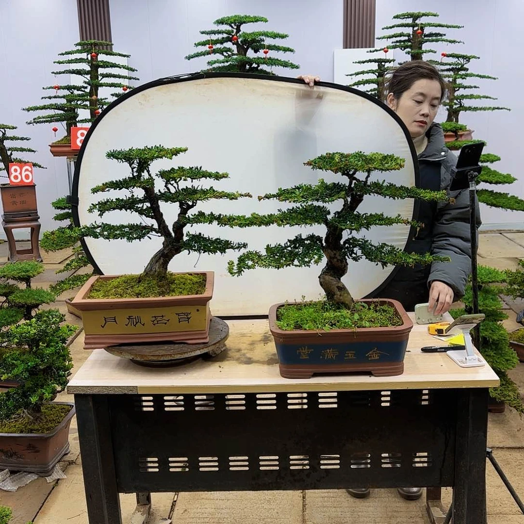 盆景直播间一物一拍乌**克