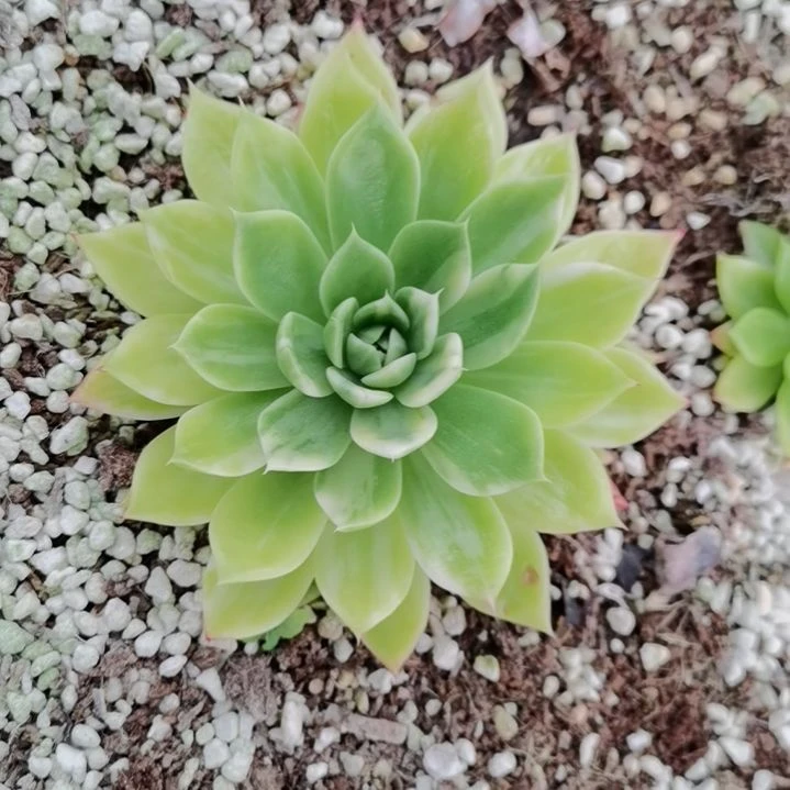 雷帕德超白锦带根