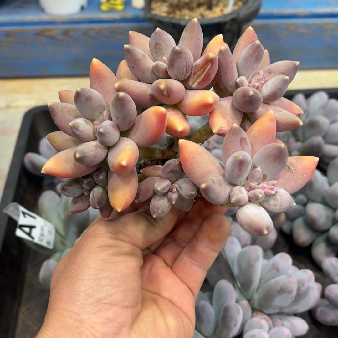 多肉植物美人杂交群