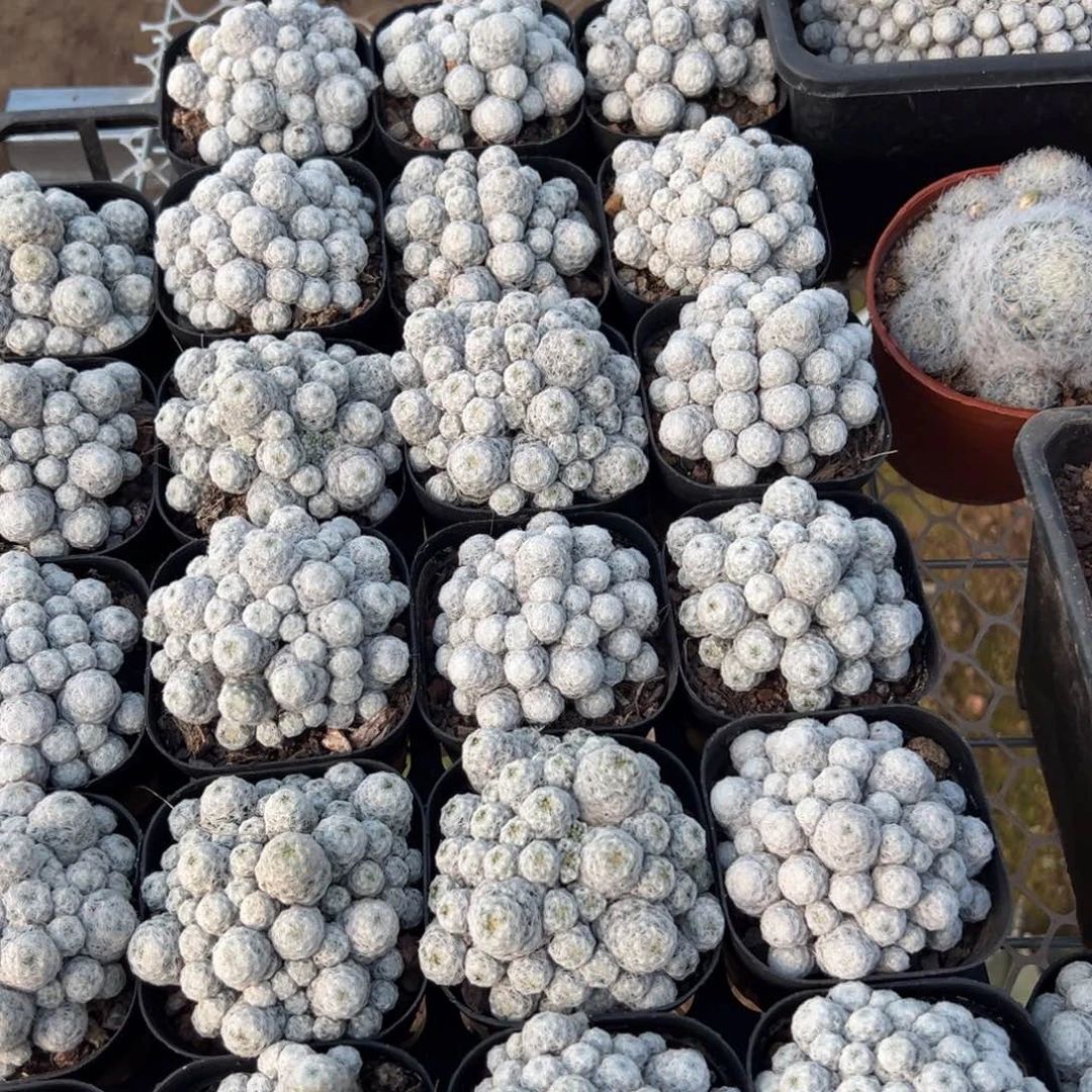 姬春星随机一颗。