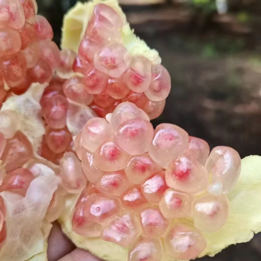 云南蒙自粶籽水晶甜石榴