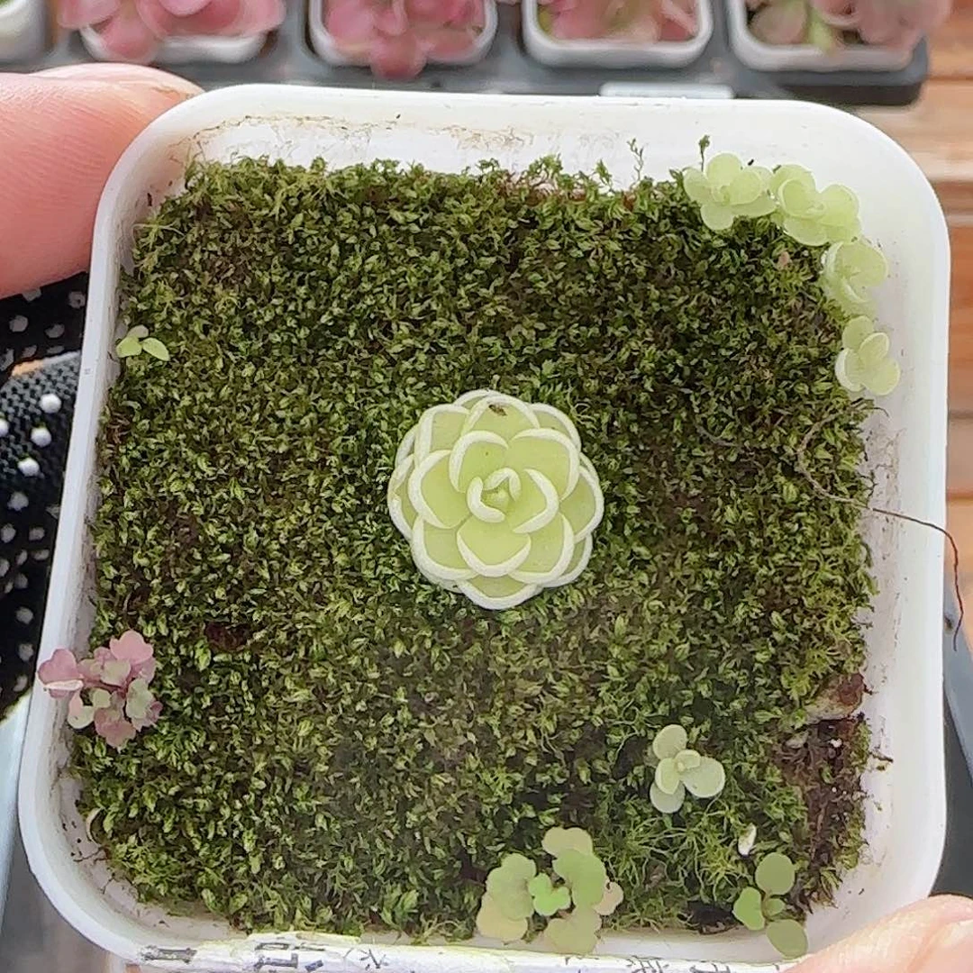 暴***水多肉0722-149爱丽丝捕虫堇