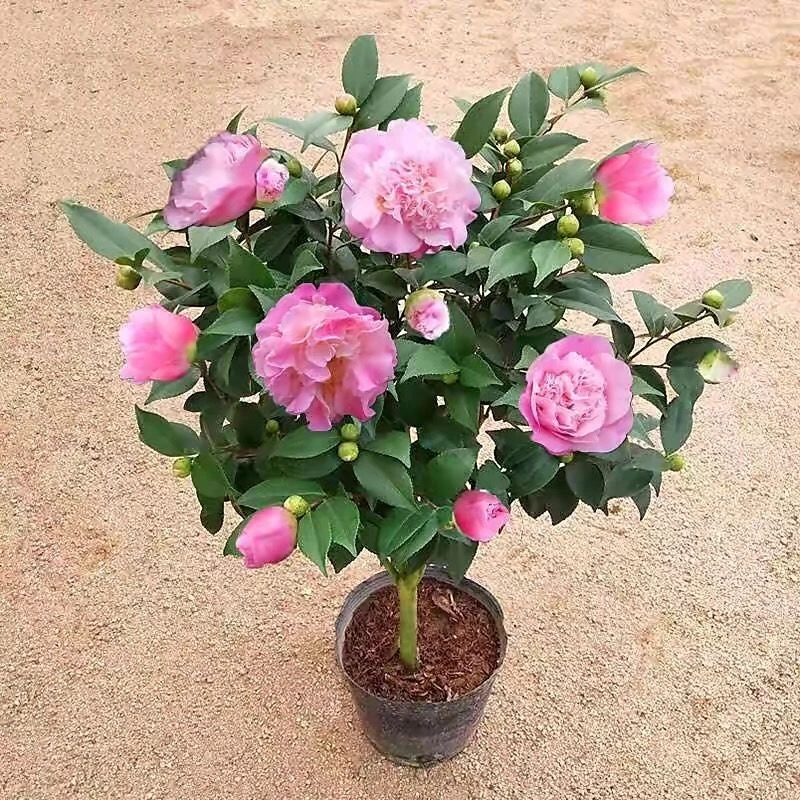 (71-81)香妃五色赤丹红赤丹花卉盆栽盆景规格齐全