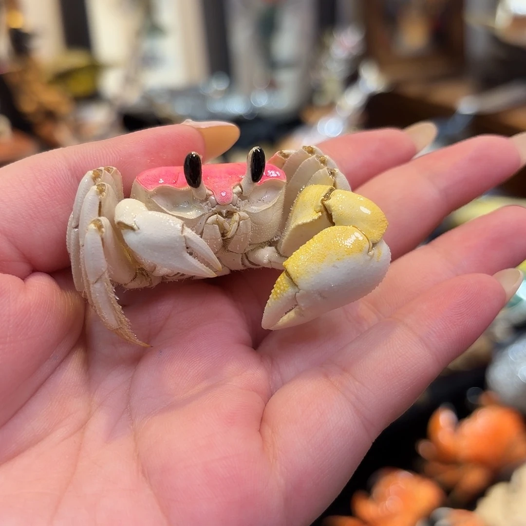 真实大眼萌蟹标本