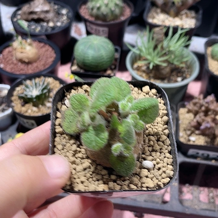 197断崖王子块根，
