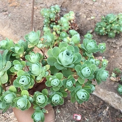 q****天山地玫瑰二棵多肉31