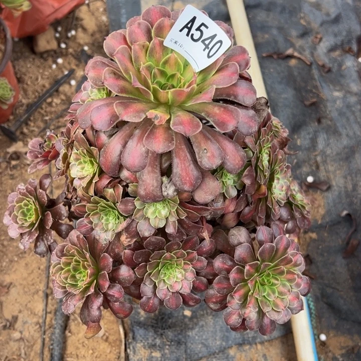 红同中班多肉植物540.