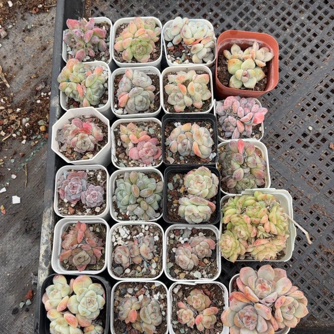 小卡拉米糖心一物一拍