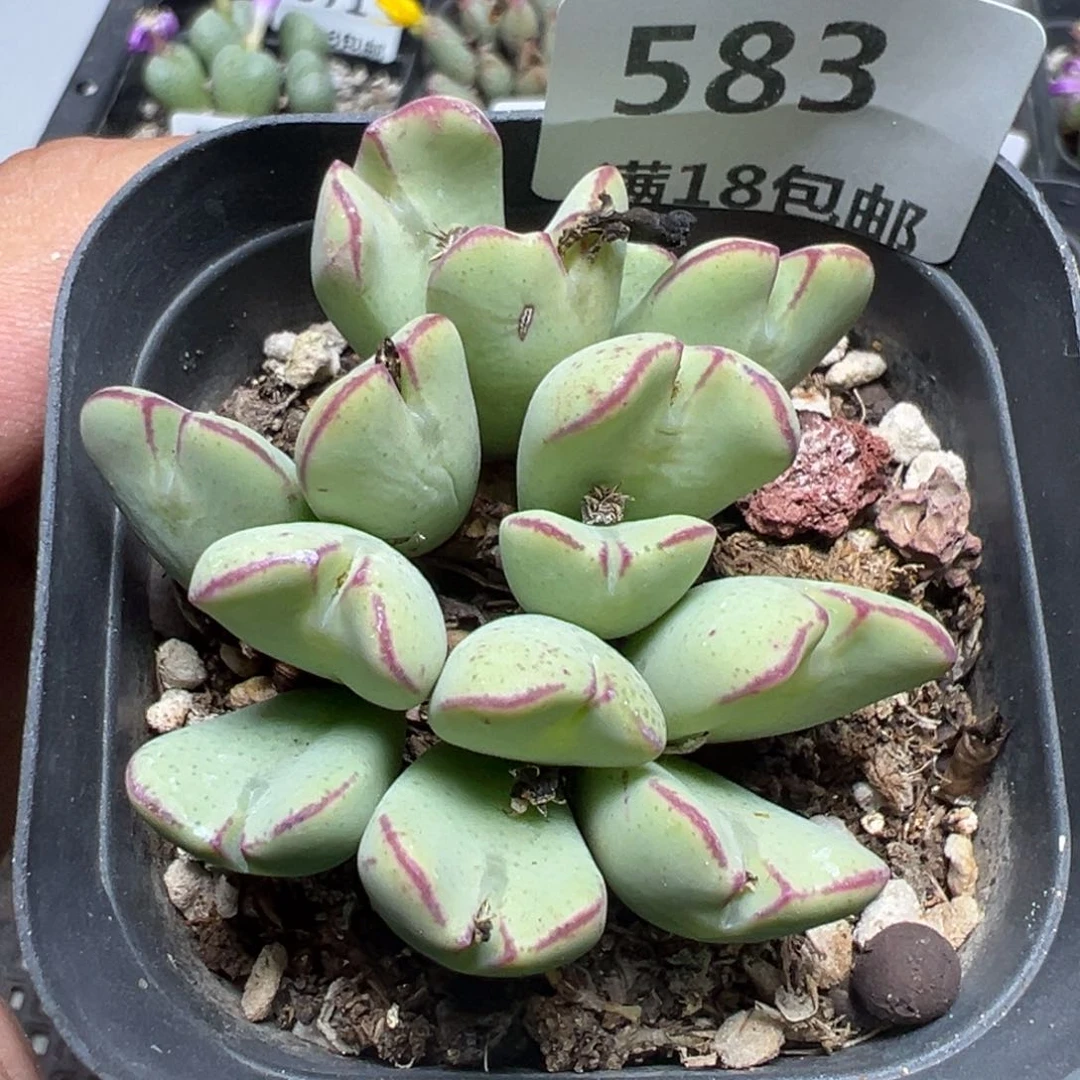 【闪购商品】 583。