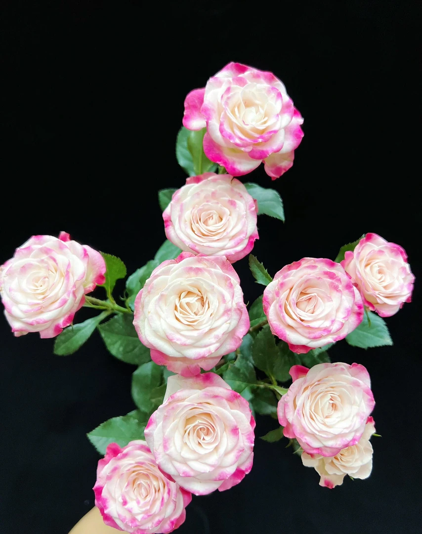 【一件包邮】C级小头折射泡泡10支  多头玫瑰 云南基地鲜花 直发