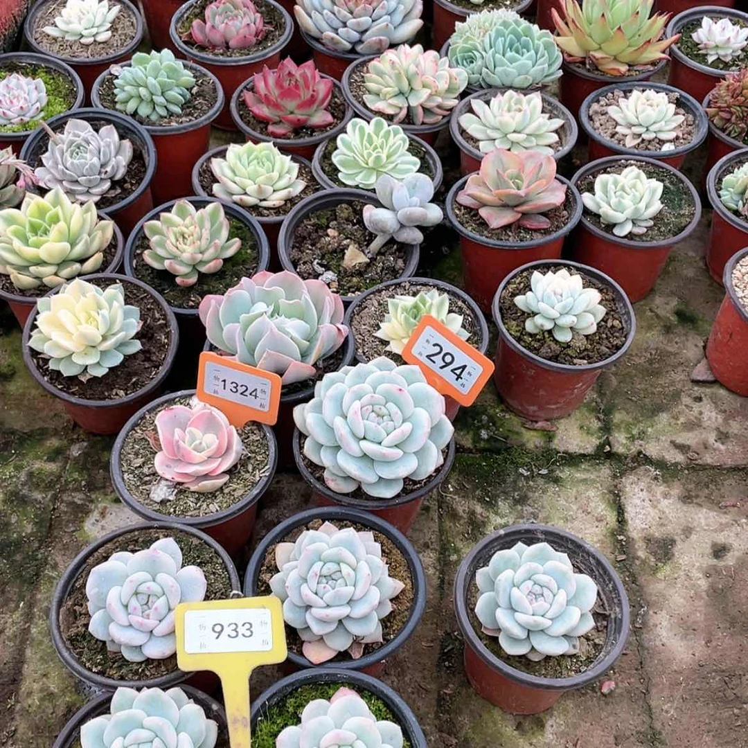 【闪购商品】R****e933号四颗一组