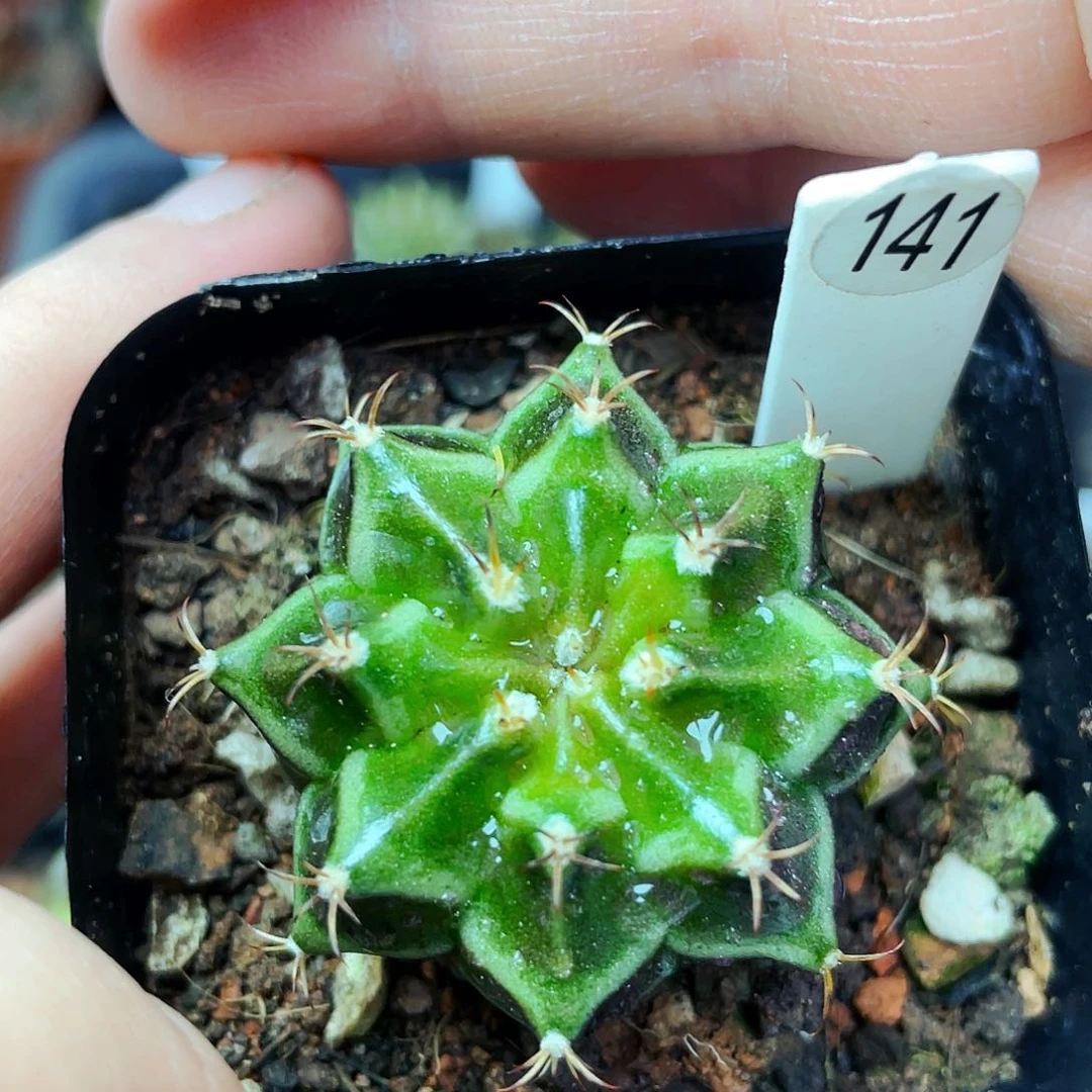 叶*非偏远地区满25包邮仙人球