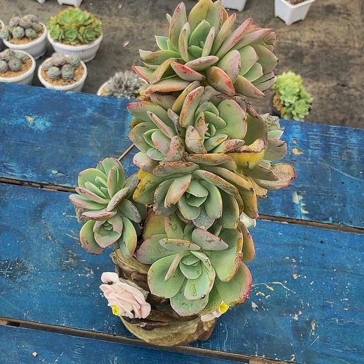 ****猪多肉植物白凤朵朵