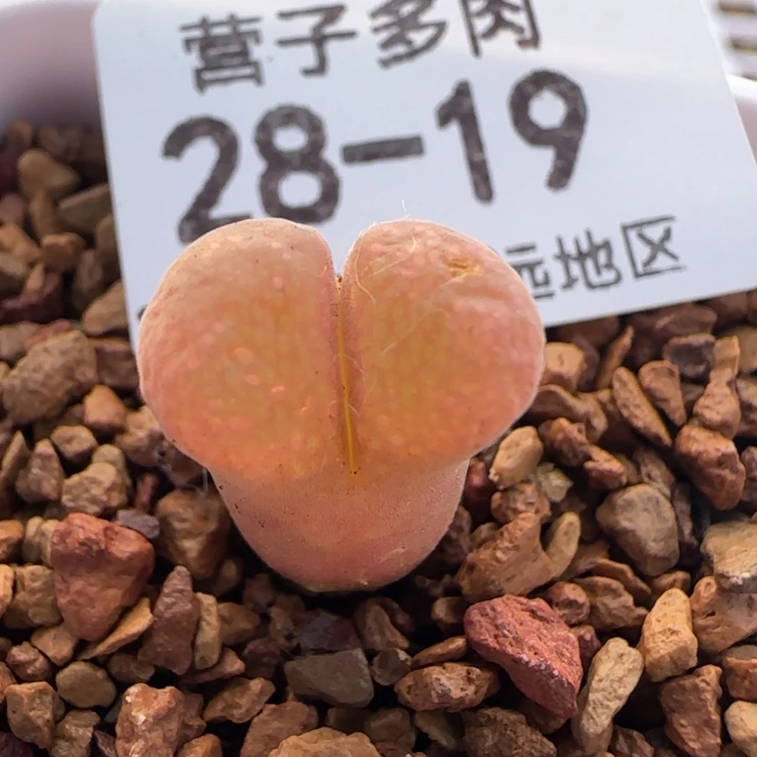 产地C10脱土发货。