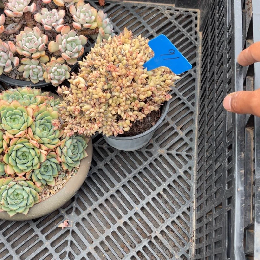 秀*0091缀化多肉