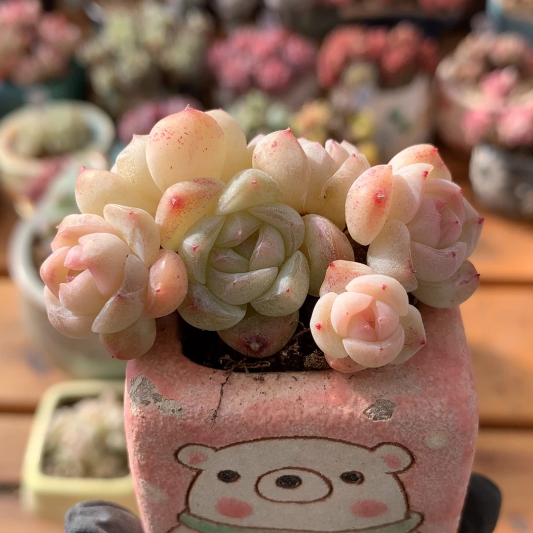 彩***佳杂交多肉一物一拍