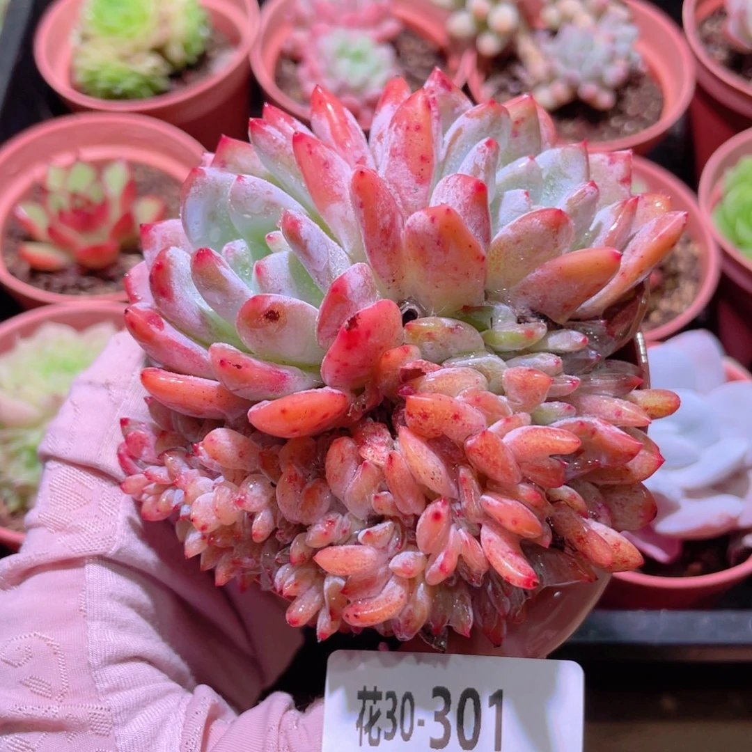 花利美30-301橙梦露缀化