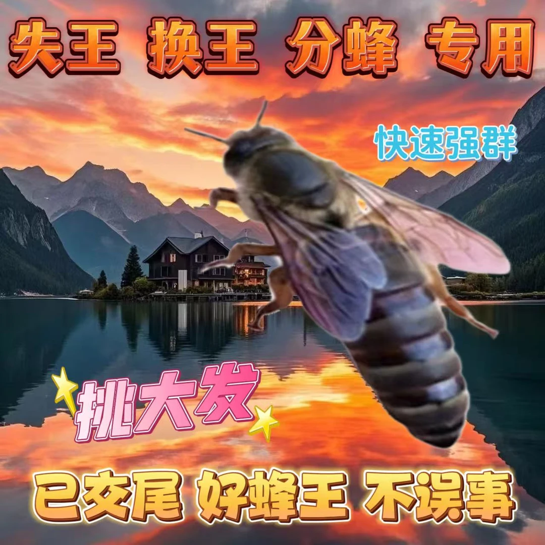 【已开产2个月产王】中蜂开产新王中蜂产卵王交尾蜂王阿坝王强群王