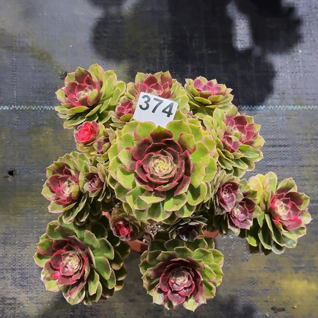 374粉花妖冠服30公分