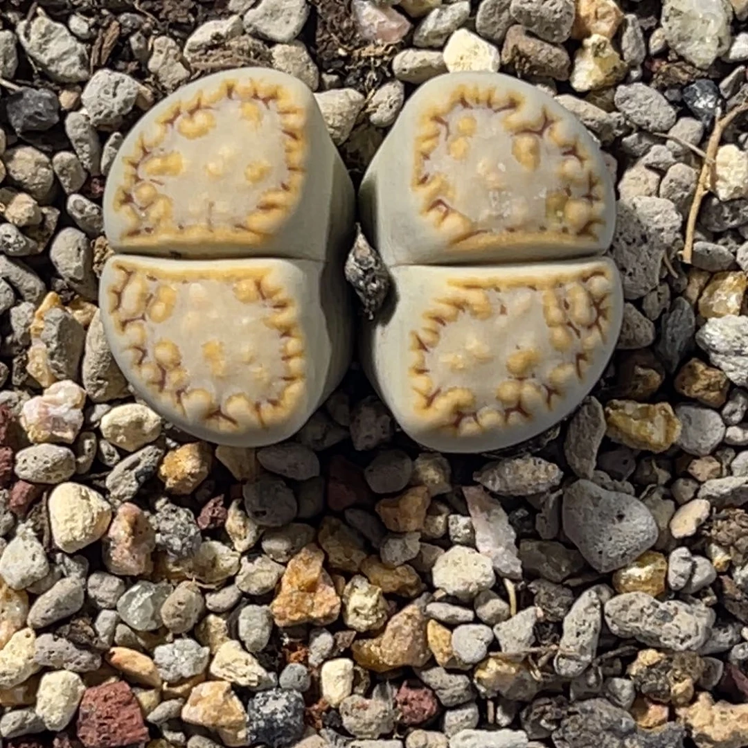 7173双头黄绿饼干1母本