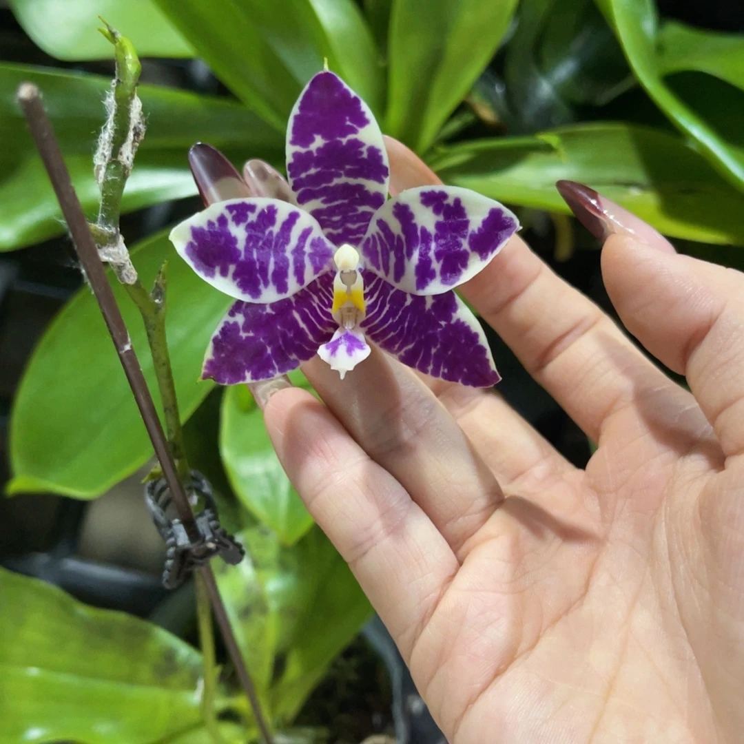 无花朵蝴蝶兰原生柳林3592