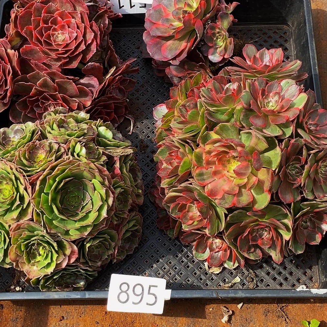上古园艺多肉植物895