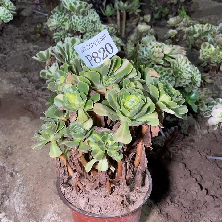 820七彩琉璃多肉植物