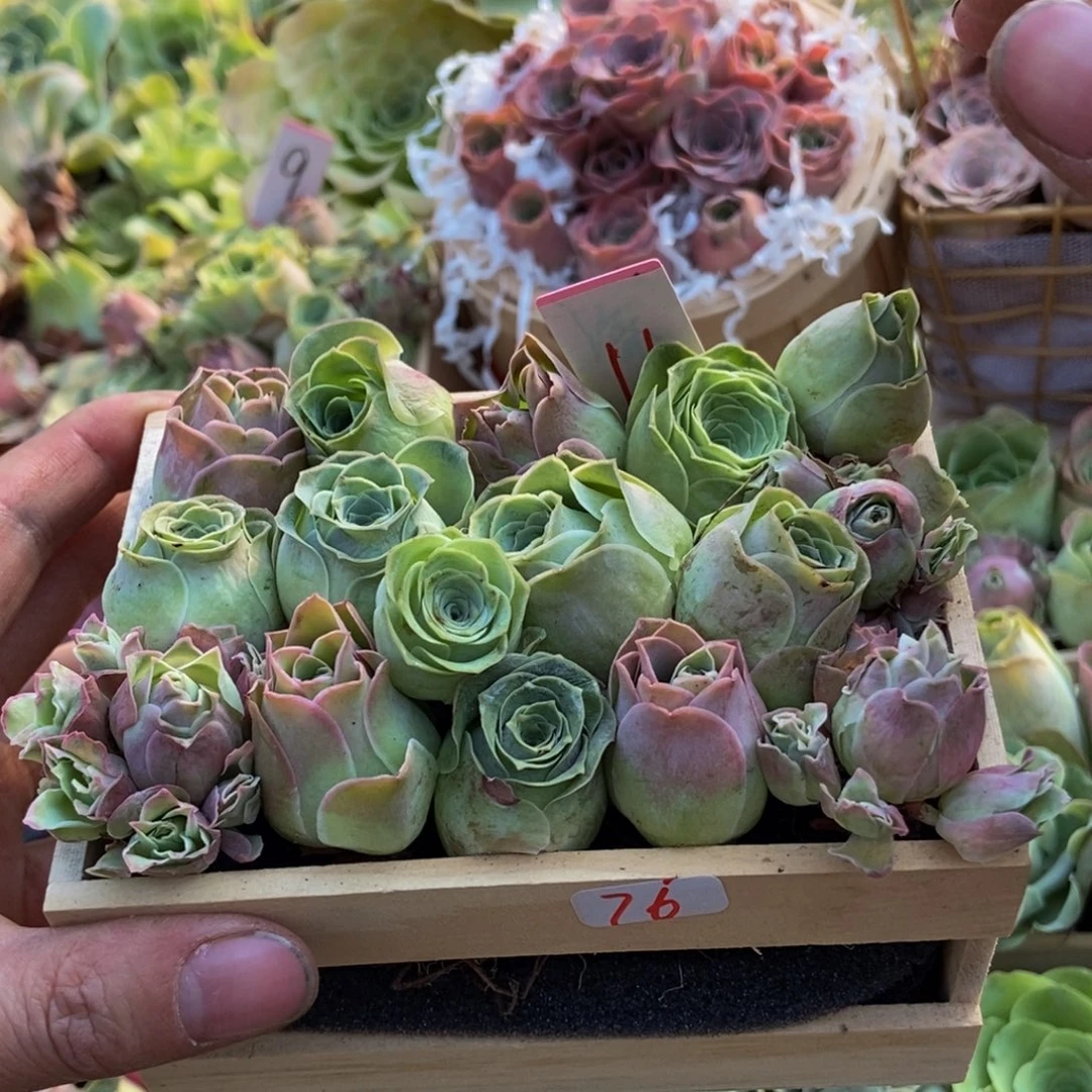 এ***༊山地玫瑰多肉植物花卉76