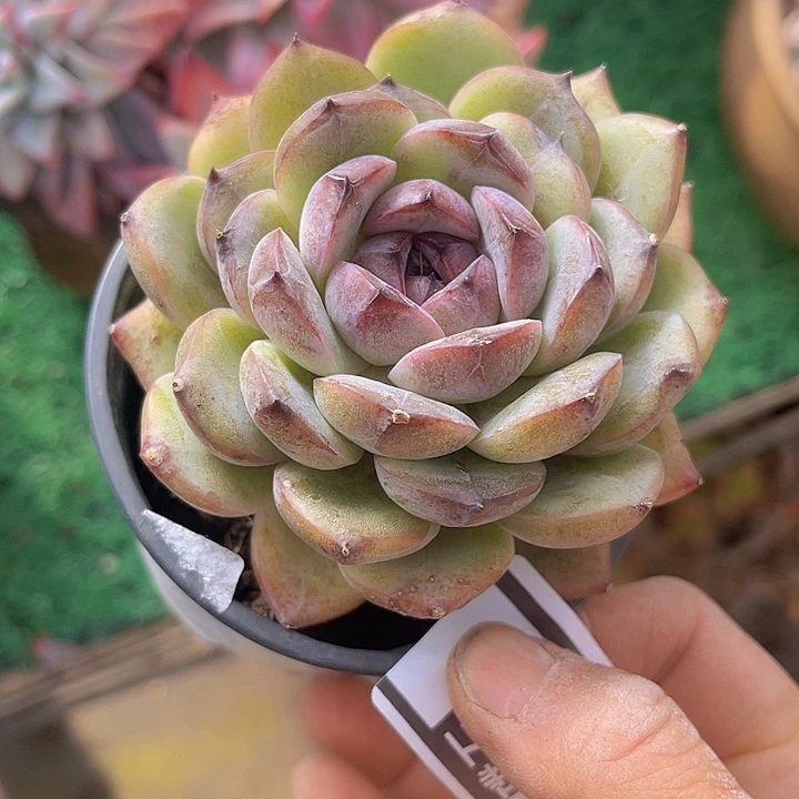 溏心暗纹杂0686多肉植物