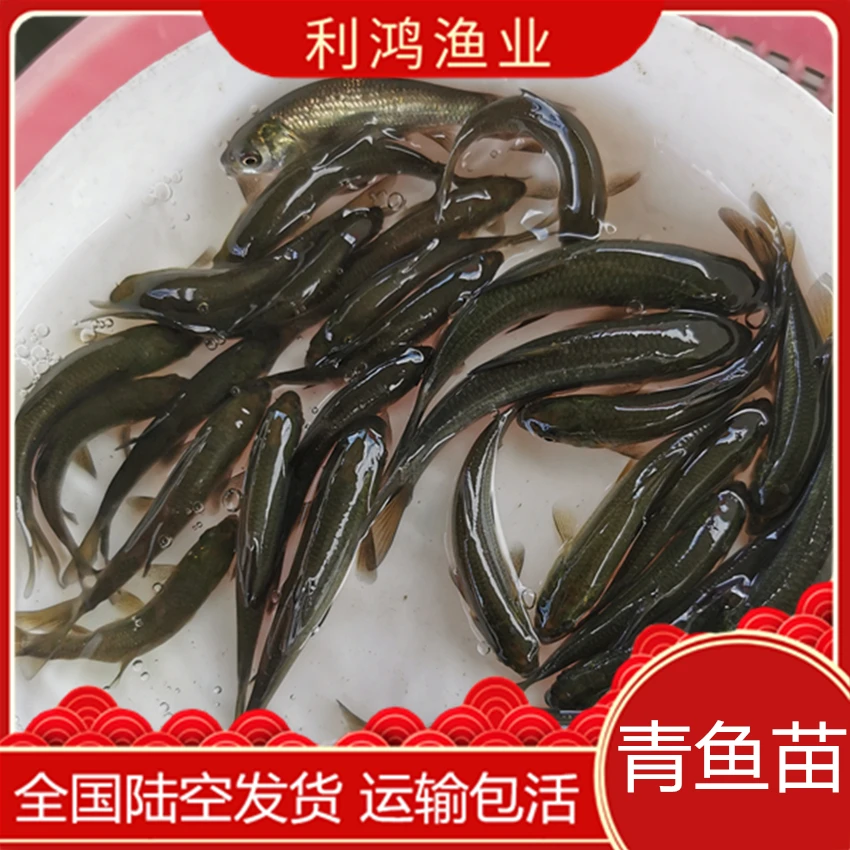 青鱼苗 专吃螺的鱼 螺蛳青现货全国包邮包活发货活体运输养殖专属