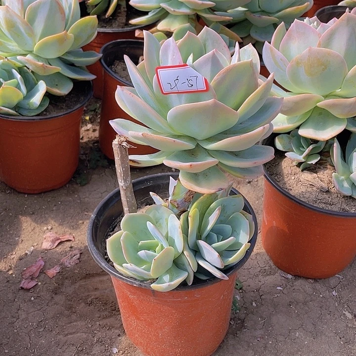 白凤大颗29杠57号