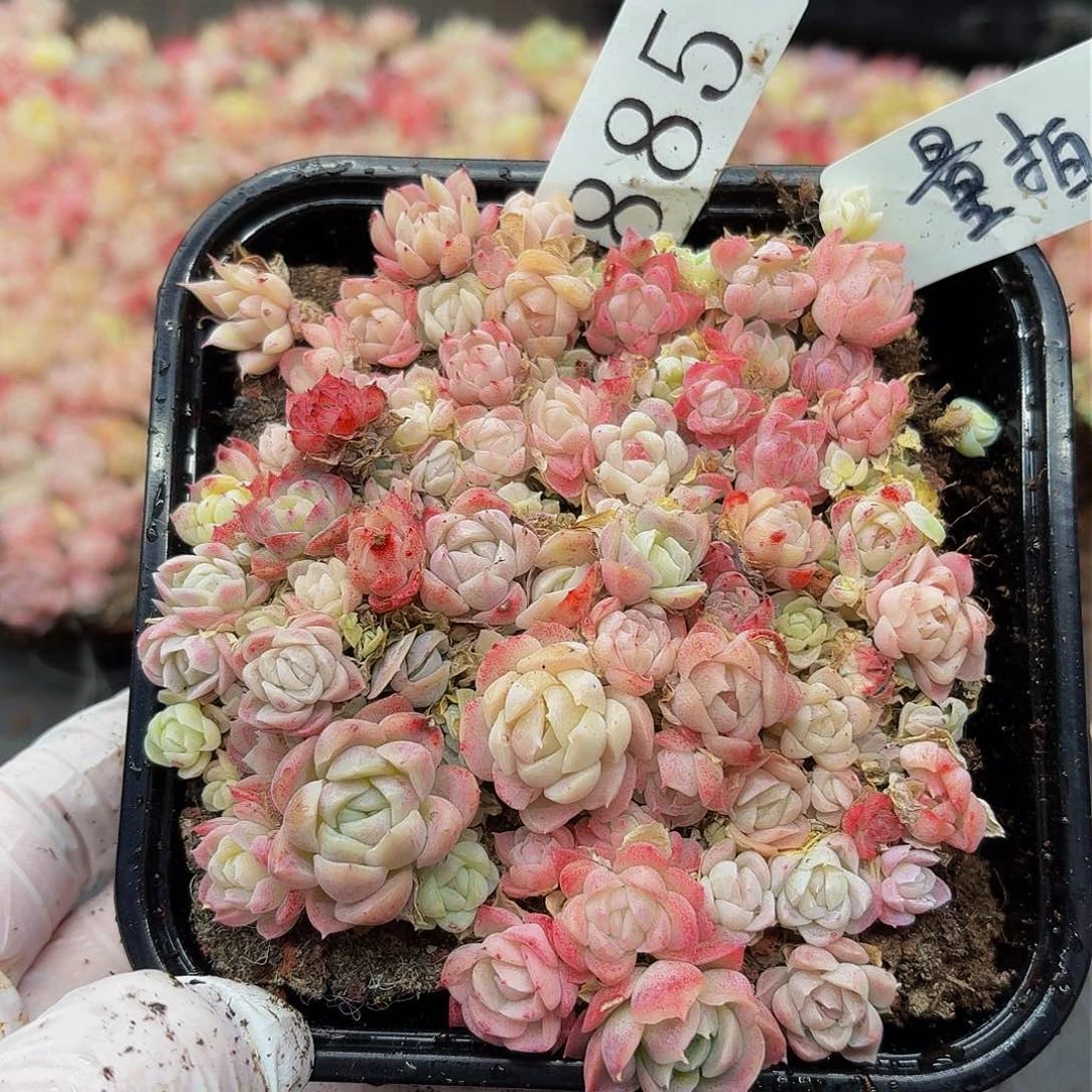 多肉植物多肉植物885量拍