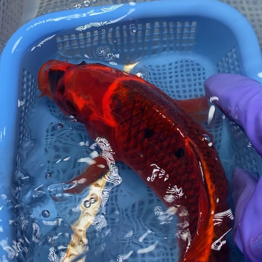 锦鲤冷水锦鲤包邮