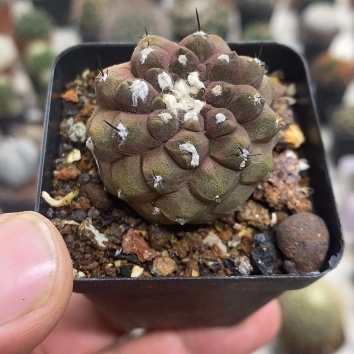 蜥蜴皮特价福利包邮