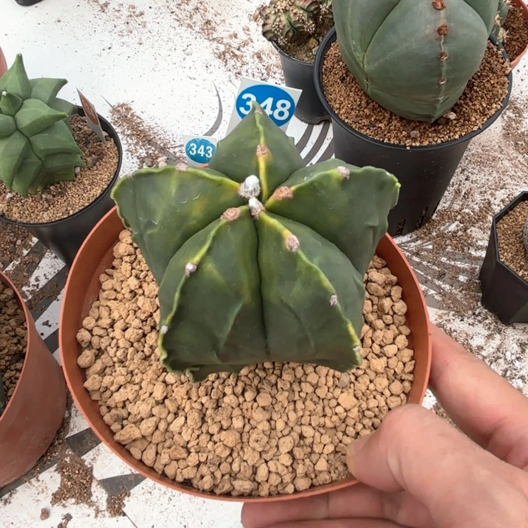 348实生黄体核桃鸾凤玉带盆带土